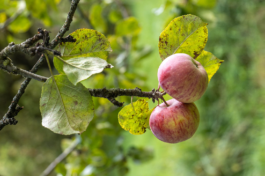 Pomoringo naturbelassen