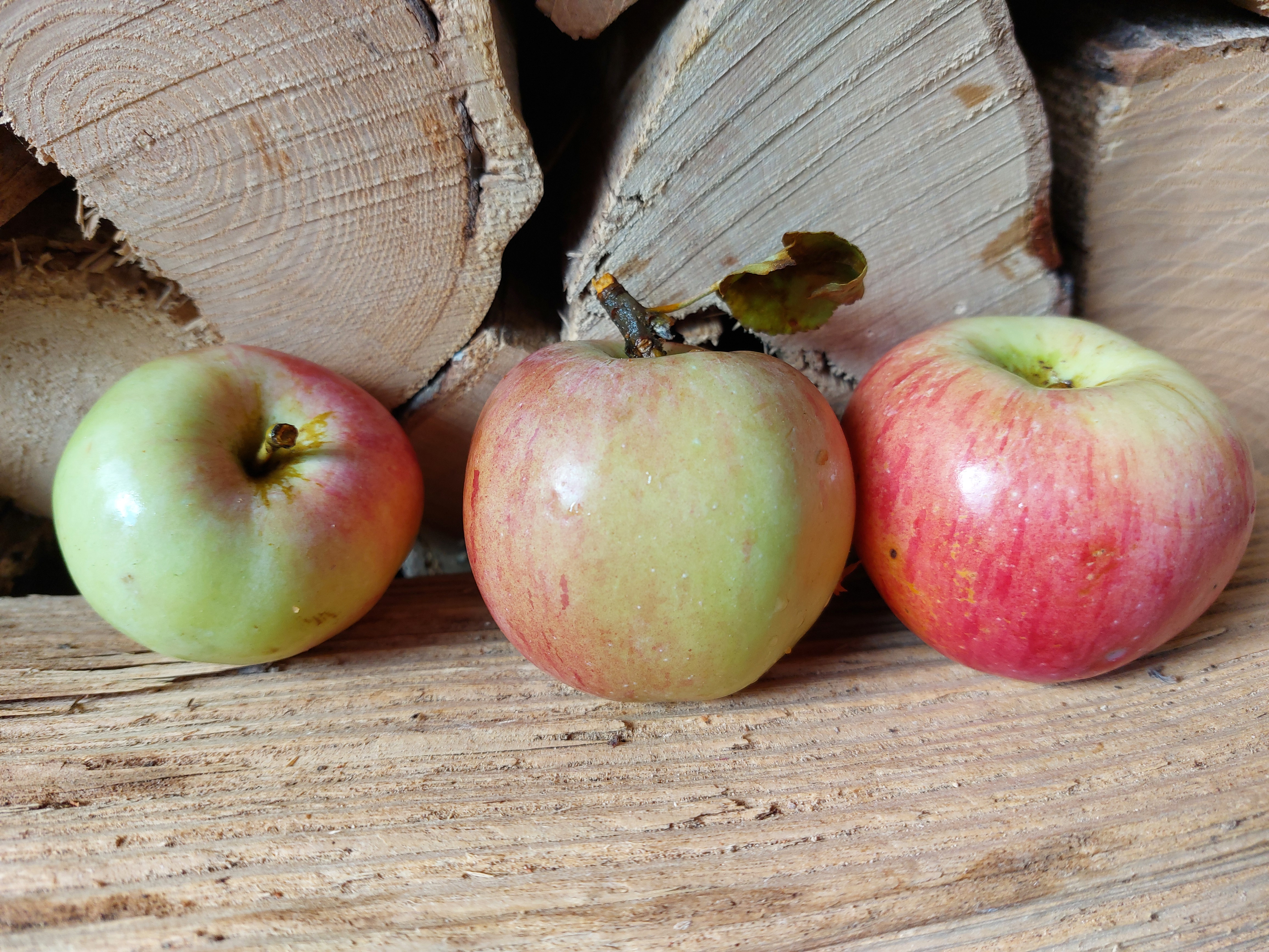 Maunzenapfel