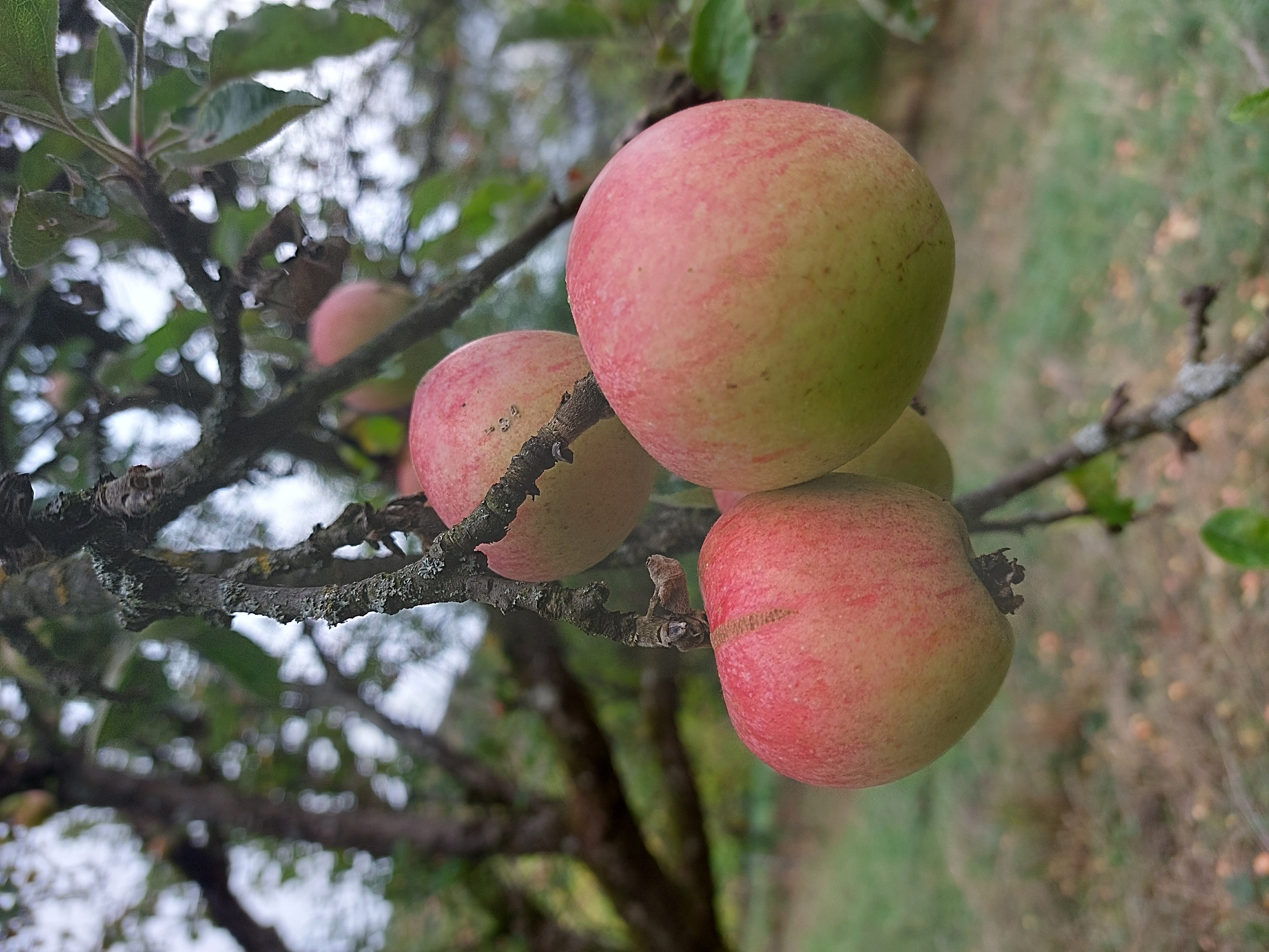 Rheinischer Bohnapfel